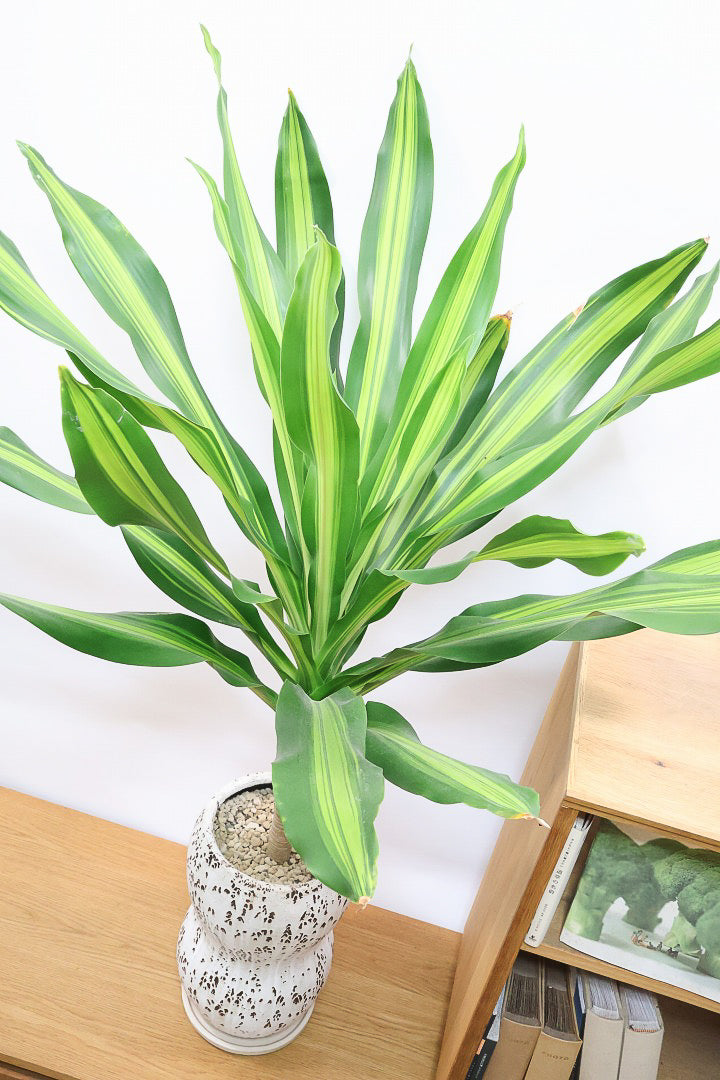 【ドラセナ フレグランス バーリー】見てください！この立派な幹を！ここまでしっかりと育った個体は希少ですよ！