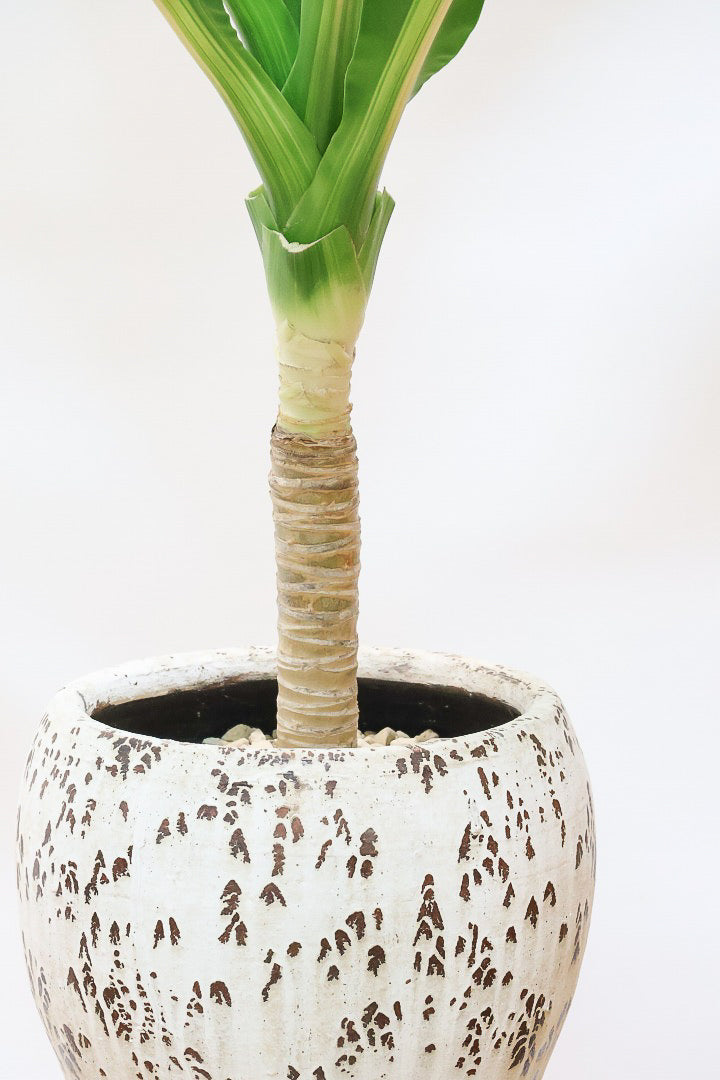 【ドラセナ フレグランス バーリー】見てください！この立派な幹を！ここまでしっかりと育った個体は希少ですよ！