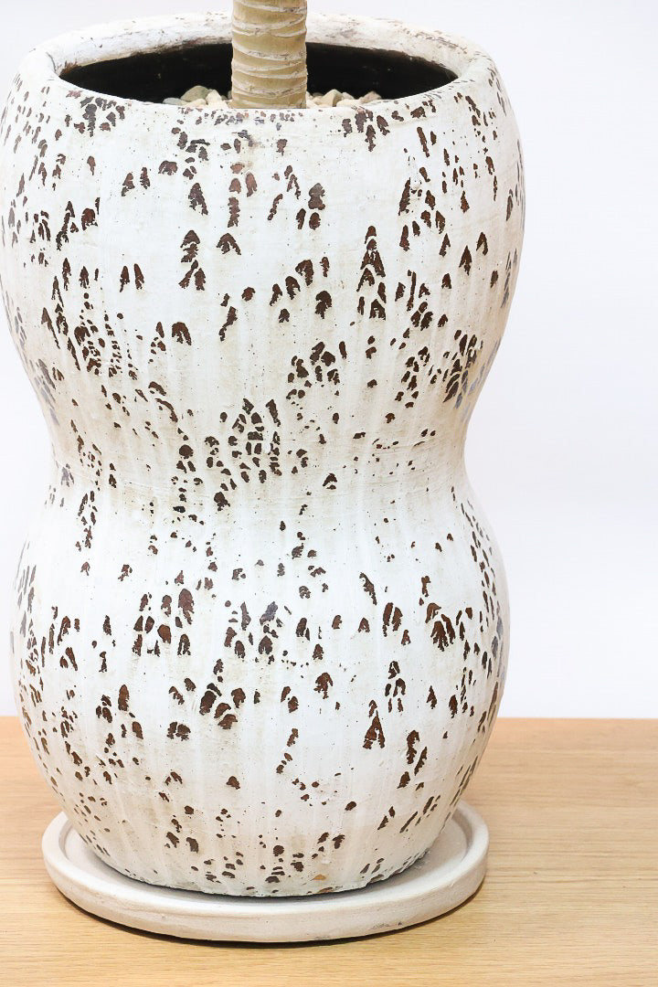 【ドラセナ フレグランス バーリー】見てください！この立派な幹を！ここまでしっかりと育った個体は希少ですよ！