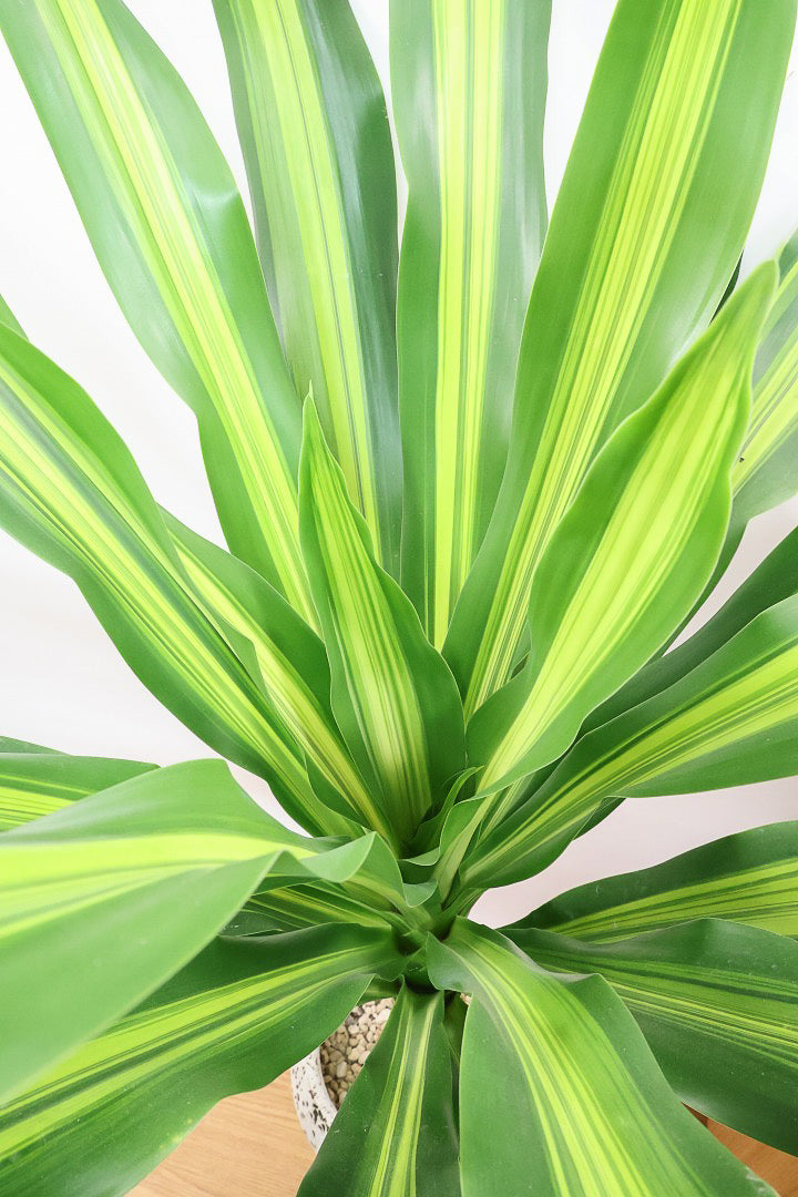 【ドラセナ フレグランス バーリー】見てください！この立派な幹を！ここまでしっかりと育った個体は希少ですよ！