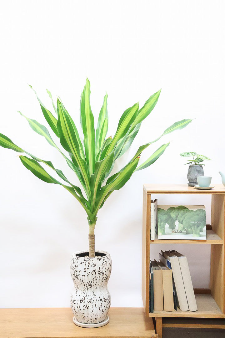 【ドラセナ フレグランス バーリー】見てください！この立派な幹を！ここまでしっかりと育った個体は希少ですよ！