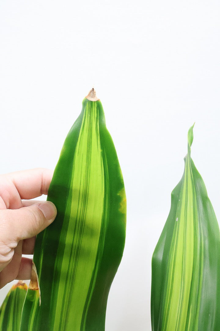 【ドラセナ フレグランス バーリー】見てください！この立派な幹を！ここまでしっかりと育った個体は希少ですよ！