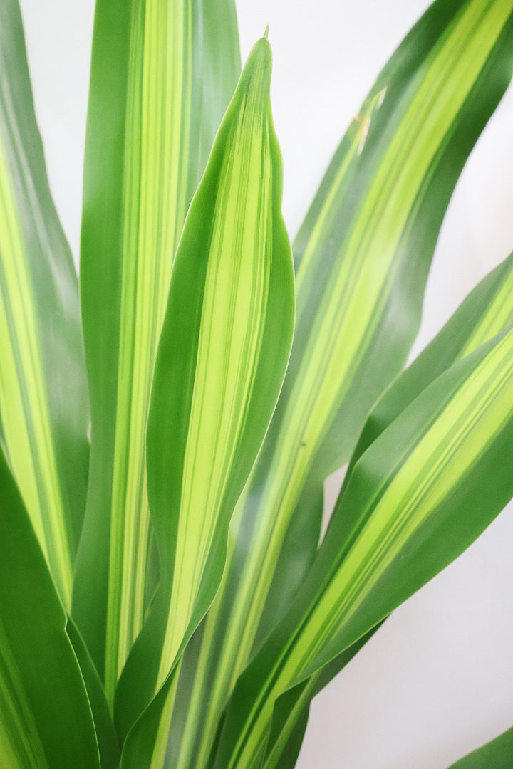 【ドラセナ フレグランス バーリー】見てください！この立派な幹を！ここまでしっかりと育った個体は希少ですよ！