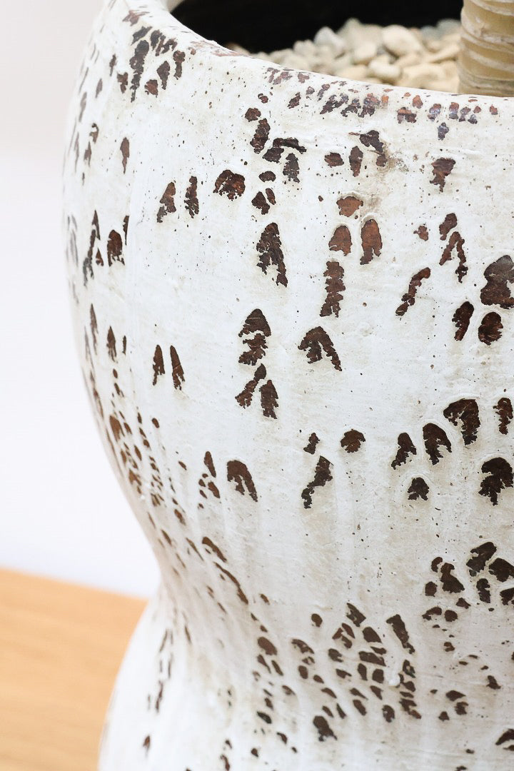 【ドラセナ フレグランス バーリー】見てください！この立派な幹を！ここまでしっかりと育った個体は希少ですよ！