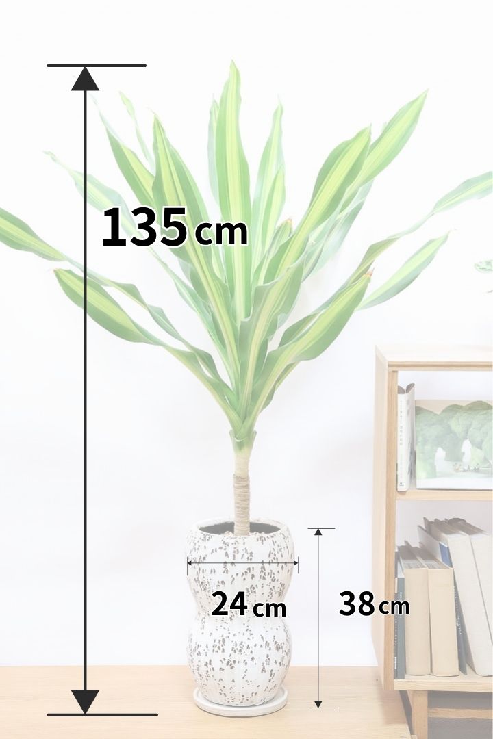 【ドラセナ フレグランス バーリー】見てください！この立派な幹を！ここまでしっかりと育った個体は希少ですよ！