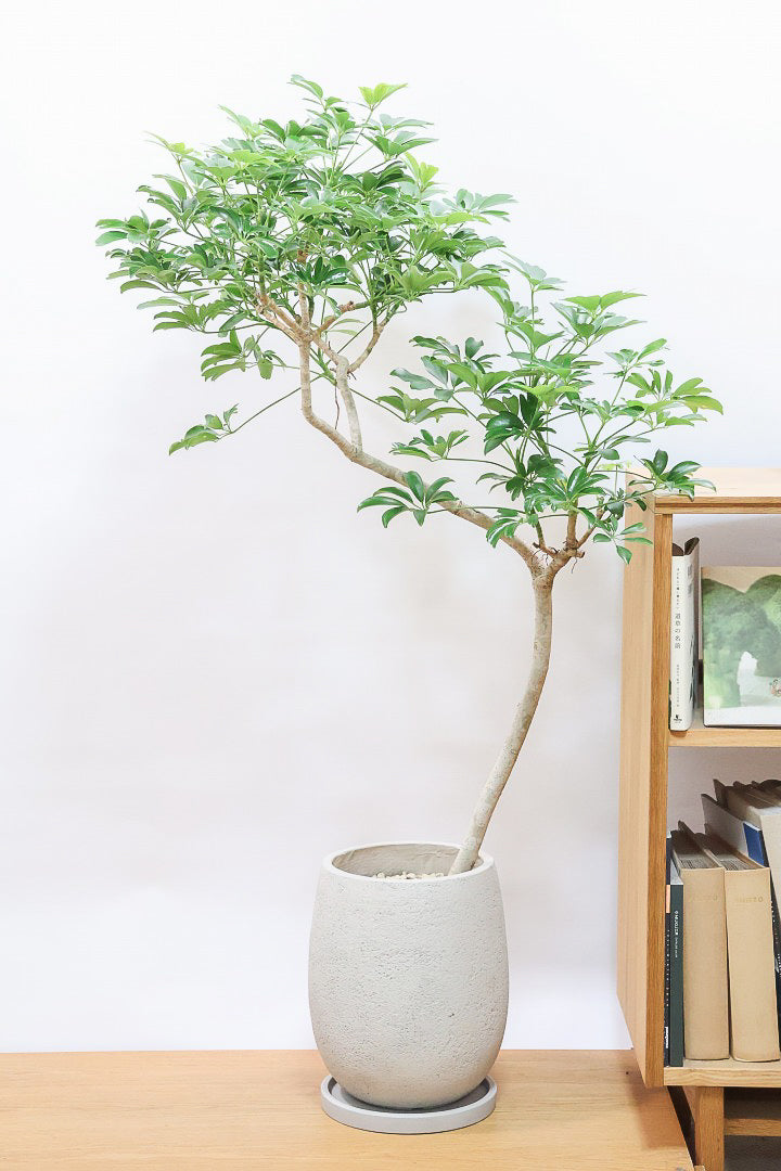 【シェフレラ レナータ】温暖な鹿児島県指宿市で育てられたとても美しいカーブの樹形です！これは良い樹形だと思います！