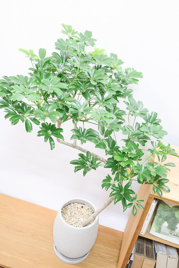 【シェフレラ レナータ】温暖な鹿児島県指宿市で育てられたとても美しいカーブの樹形です！これは良い樹形だと思います！