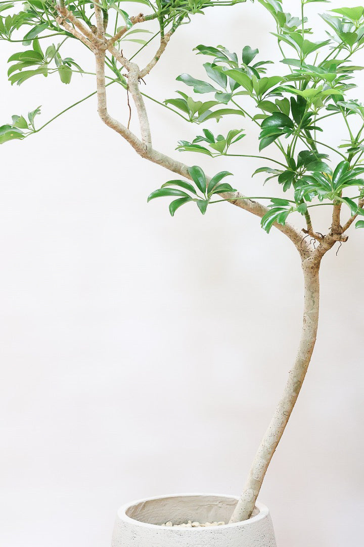 【シェフレラ レナータ】温暖な鹿児島県指宿市で育てられたとても美しいカーブの樹形です！これは良い樹形だと思います！