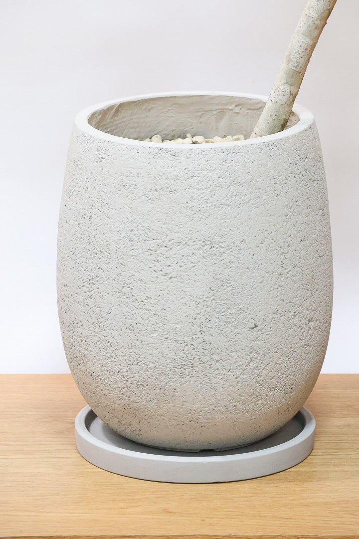 【シェフレラ レナータ】温暖な鹿児島県指宿市で育てられたとても美しいカーブの樹形です！これは良い樹形だと思います！