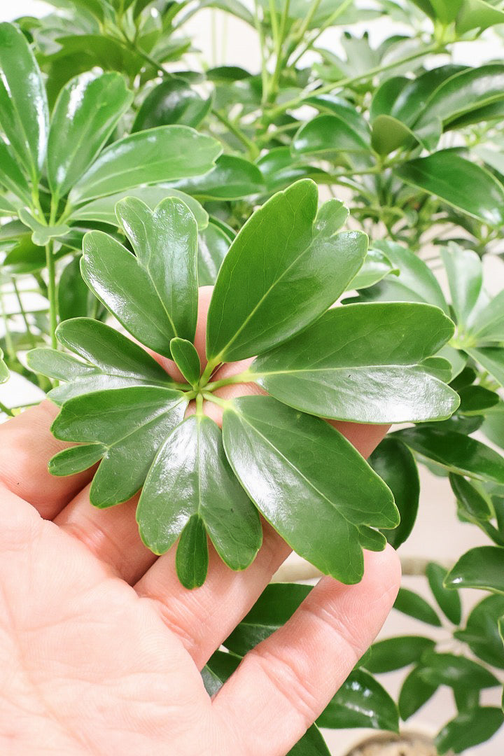 【シェフレラ レナータ】温暖な鹿児島県指宿市で育てられたとても美しいカーブの樹形です！これは良い樹形だと思います！