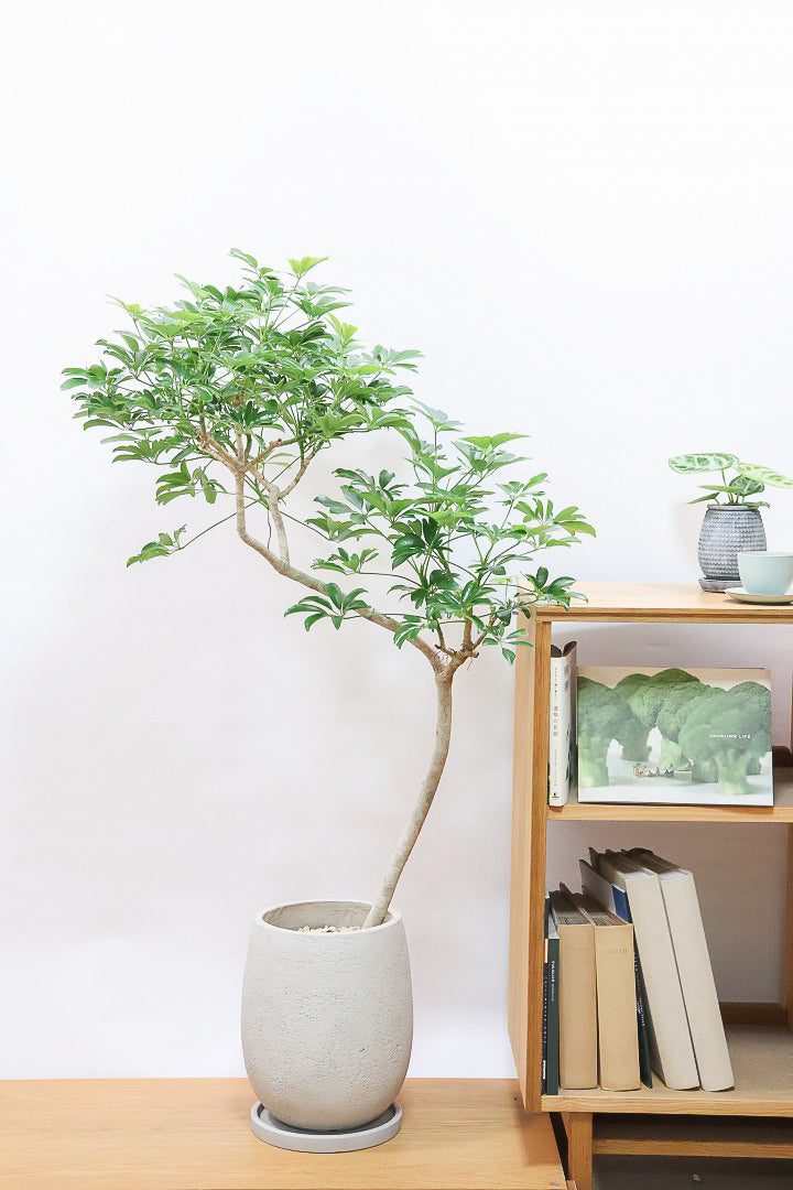 【シェフレラ レナータ】温暖な鹿児島県指宿市で育てられたとても美しいカーブの樹形です！これは良い樹形だと思います！