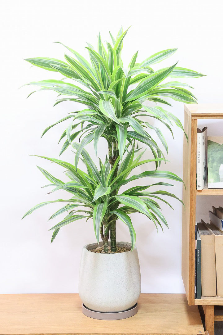 送料無料】観葉植物の1点もの通販 | APEGO(アペーゴ)