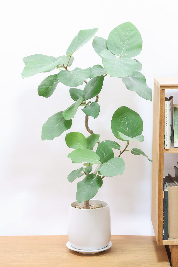 【フィカス エベレスト】程よいサイズ感！フィカスの中でも希少な品種！しかも今回は美しい曲り樹形！これは絶対にオススメ！