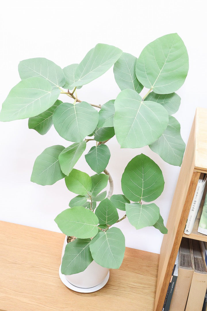 【フィカス エベレスト】程よいサイズ感！フィカスの中でも希少な品種！しかも今回は美しい曲り樹形！これは絶対にオススメ！