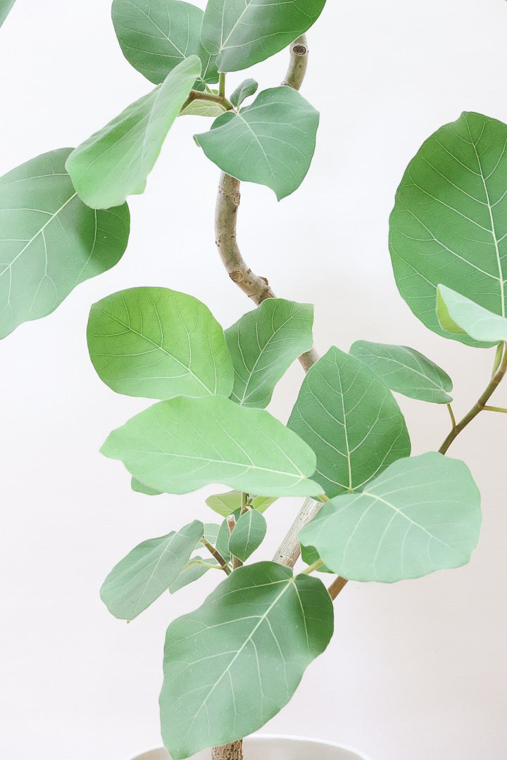 【フィカス エベレスト】程よいサイズ感！フィカスの中でも希少な品種！しかも今回は美しい曲り樹形！これは絶対にオススメ！