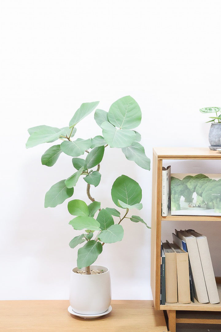 【フィカス エベレスト】程よいサイズ感！フィカスの中でも希少な品種！しかも今回は美しい曲り樹形！これは絶対にオススメ！