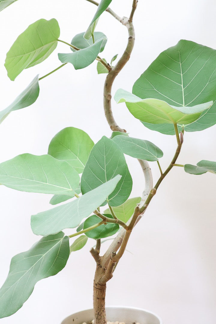 【フィカス エベレスト】程よいサイズ感！フィカスの中でも希少な品種！しかも今回は美しい曲り樹形！これは絶対にオススメ！