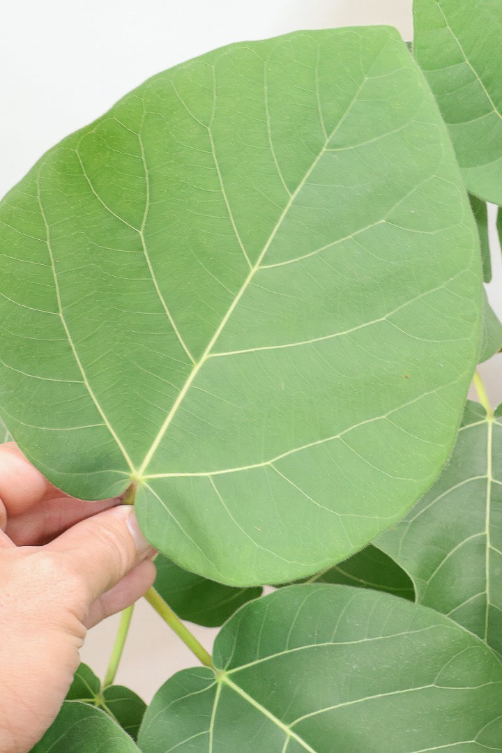 【フィカス エベレスト】程よいサイズ感！フィカスの中でも希少な品種！しかも今回は美しい曲り樹形！これは絶対にオススメ！