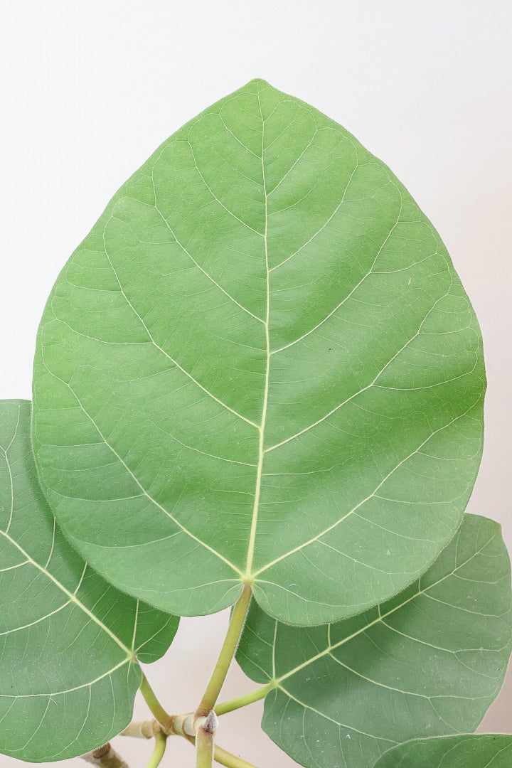 【フィカス エベレスト】程よいサイズ感！フィカスの中でも希少な品種！しかも今回は美しい曲り樹形！これは絶対にオススメ！