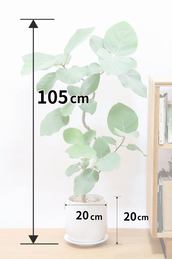 【フィカス エベレスト】程よいサイズ感！フィカスの中でも希少な品種！しかも今回は美しい曲り樹形！これは絶対にオススメ！