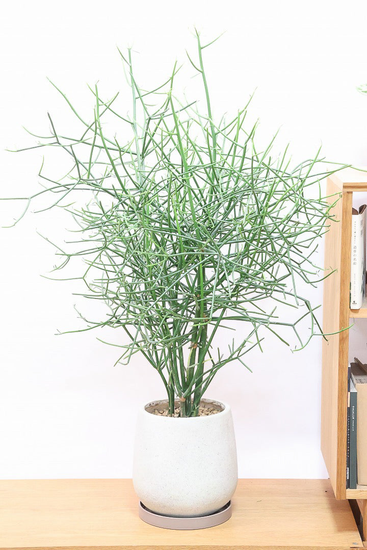 【ミルクブッシュ】最初で最後！このサイズは今回だけの入荷！お見逃しなく！樹液がミルクのように白いことからこの名前になりました！