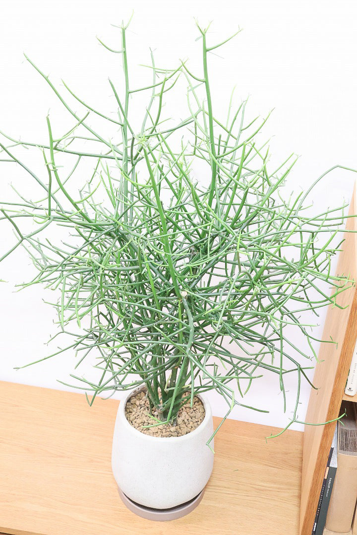 【ミルクブッシュ】最初で最後！このサイズは今回だけの入荷！お見逃しなく！樹液がミルクのように白いことからこの名前になりました！