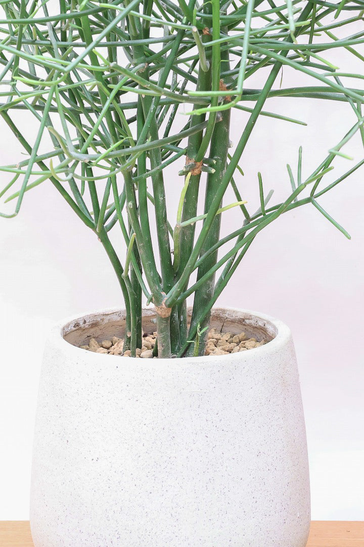 【ミルクブッシュ】最初で最後！このサイズは今回だけの入荷！お見逃しなく！樹液がミルクのように白いことからこの名前になりました！