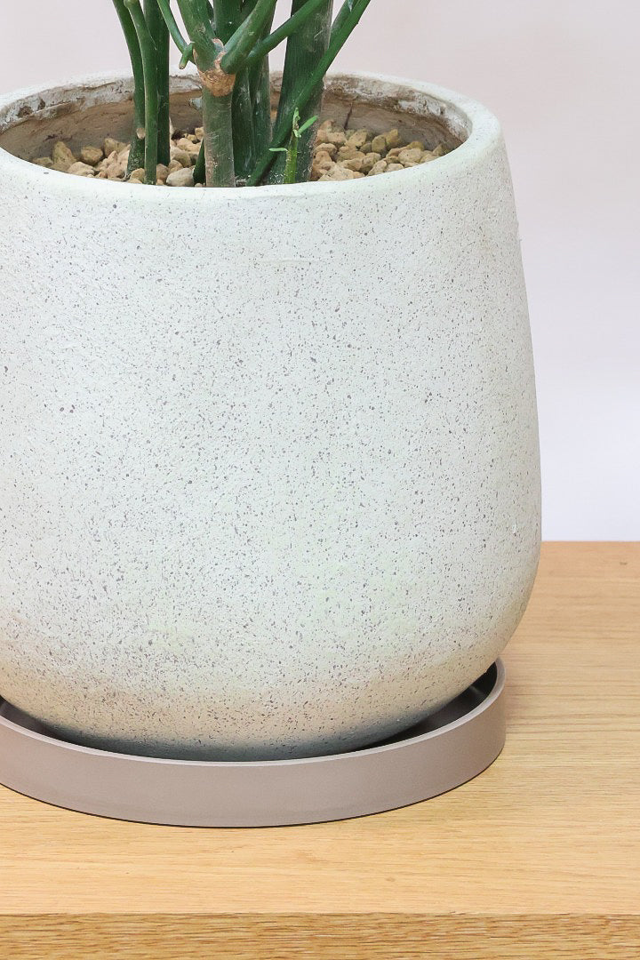 【ミルクブッシュ】最初で最後！このサイズは今回だけの入荷！お見逃しなく！樹液がミルクのように白いことからこの名前になりました！