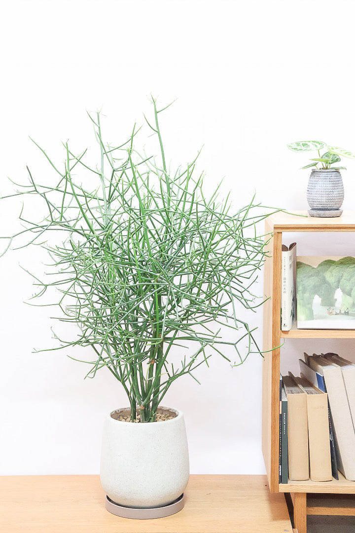 【ミルクブッシュ】最初で最後！このサイズは今回だけの入荷！お見逃しなく！樹液がミルクのように白いことからこの名前になりました！