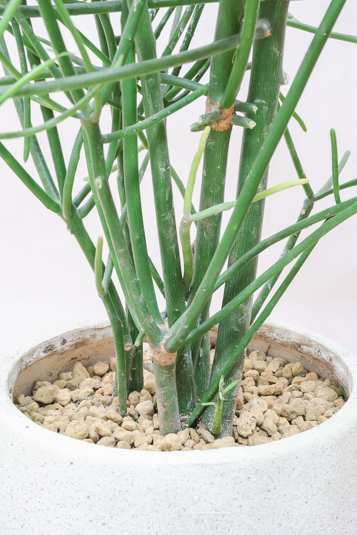 【ミルクブッシュ】最初で最後！このサイズは今回だけの入荷！お見逃しなく！樹液がミルクのように白いことからこの名前になりました！