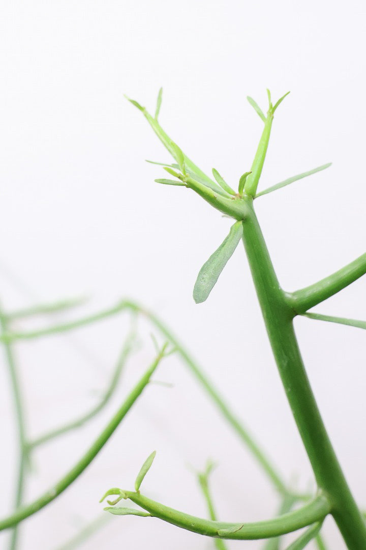 【ミルクブッシュ】最初で最後！このサイズは今回だけの入荷！お見逃しなく！樹液がミルクのように白いことからこの名前になりました！