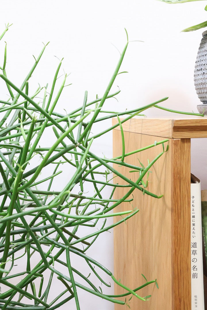 【ミルクブッシュ】最初で最後！このサイズは今回だけの入荷！お見逃しなく！樹液がミルクのように白いことからこの名前になりました！