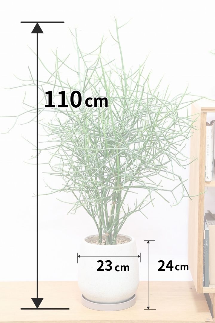 【ミルクブッシュ】最初で最後！このサイズは今回だけの入荷！お見逃しなく！樹液がミルクのように白いことからこの名前になりました！