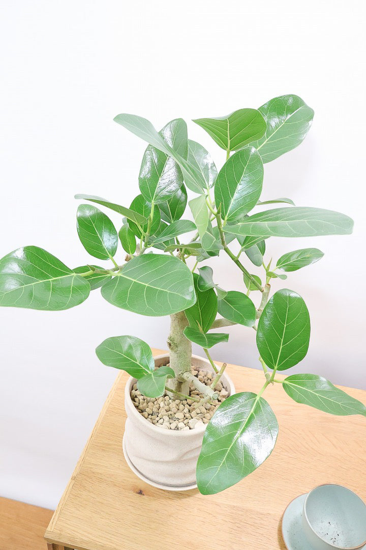 【フィカス ベンガレンシス】ほぼほぼ丸太のような太い幹！このような樹形はめったに出会えません！