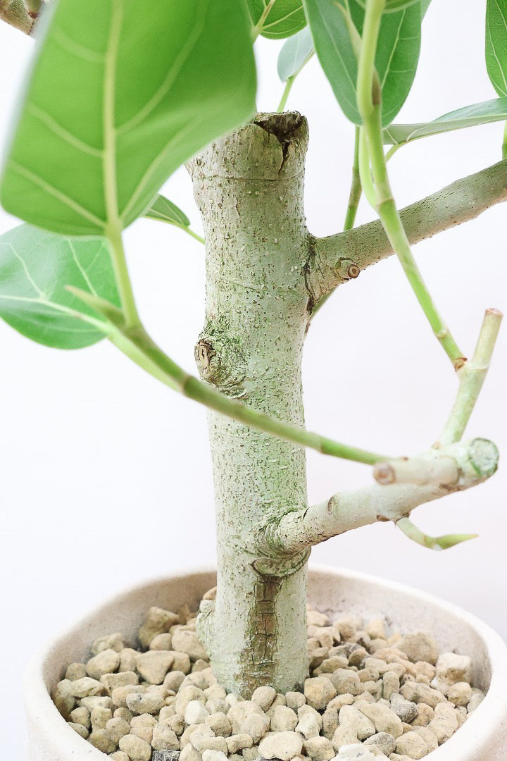 【フィカス ベンガレンシス】ほぼほぼ丸太のような太い幹！このような樹形はめったに出会えません！