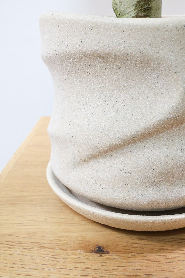 【フィカス ベンガレンシス】ほぼほぼ丸太のような太い幹！このような樹形はめったに出会えません！