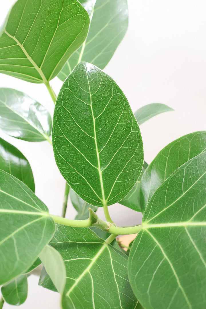 【フィカス ベンガレンシス】ほぼほぼ丸太のような太い幹！このような樹形はめったに出会えません！