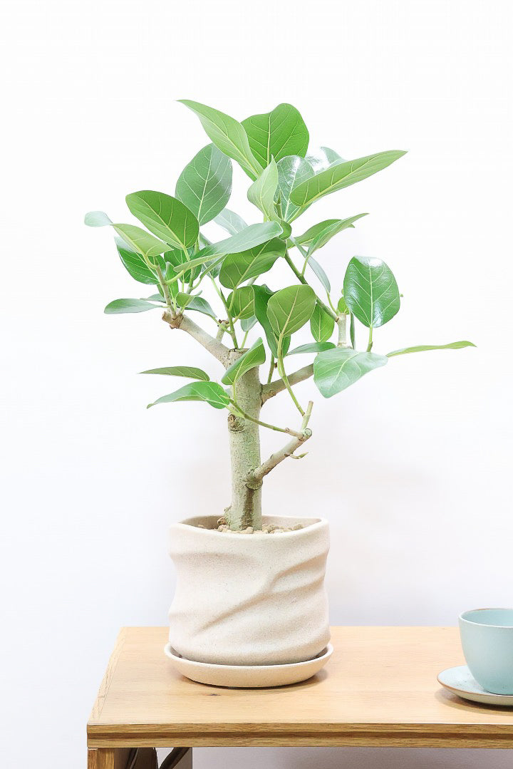 【フィカス ベンガレンシス】ほぼほぼ丸太のような太い幹！このような樹形はめったに出会えません！