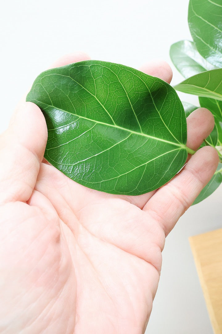 【フィカス ベンガレンシス】ほぼほぼ丸太のような太い幹！このような樹形はめったに出会えません！