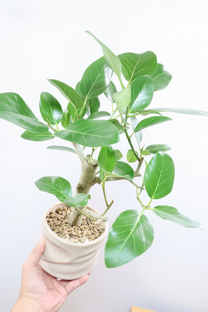 【フィカス ベンガレンシス】ほぼほぼ丸太のような太い幹！このような樹形はめったに出会えません！