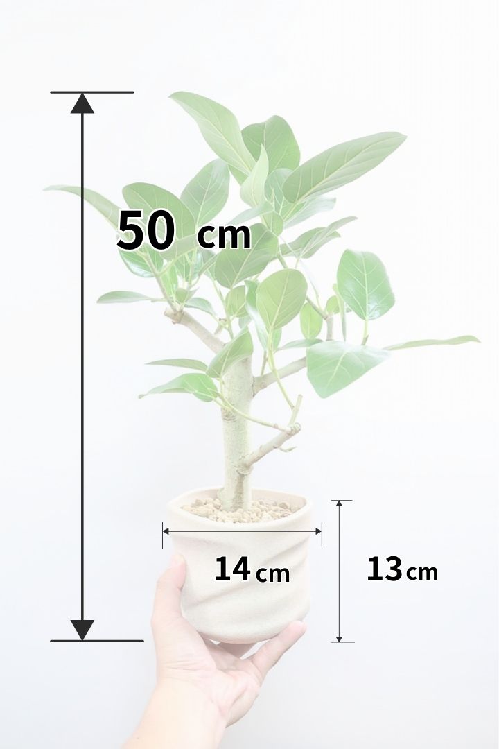 【フィカス ベンガレンシス】ほぼほぼ丸太のような太い幹！このような樹形はめったに出会えません！