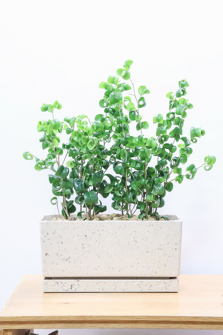 【ベンジャミン バロック】かわいい長方形のプラスチックPOT。APEGOでは初の仕立て方です！