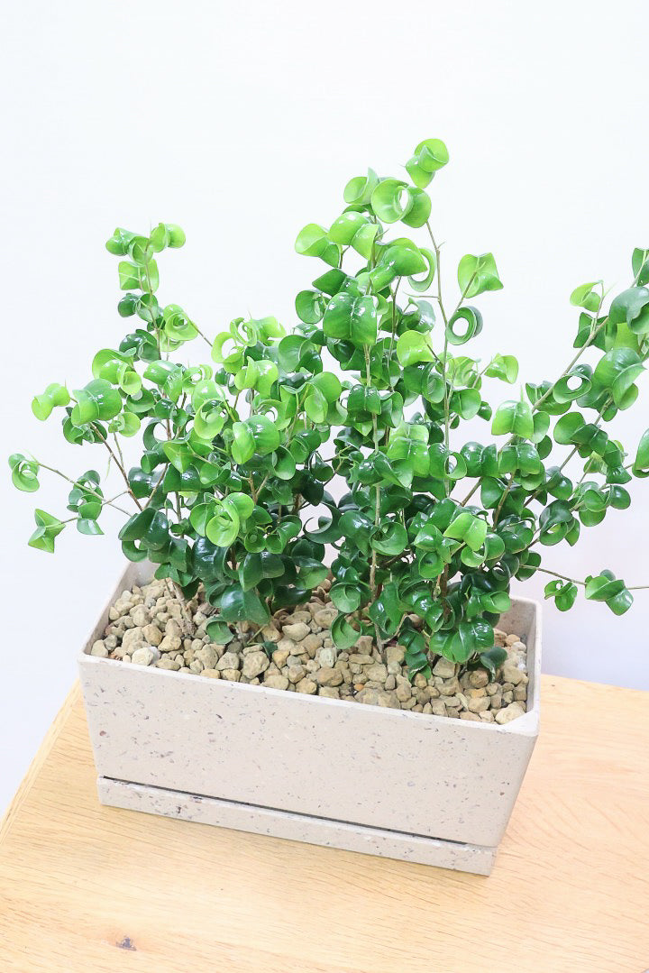 【ベンジャミン バロック】かわいい長方形のプラスチックPOT。APEGOでは初の仕立て方です！