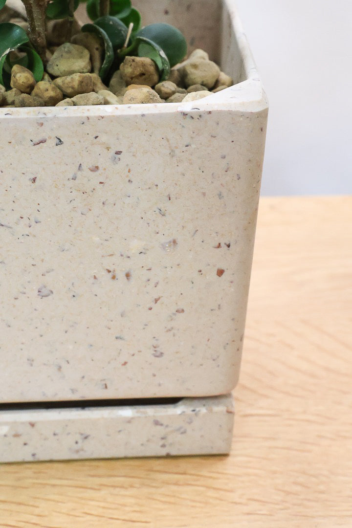 【ベンジャミン バロック】かわいい長方形のプラスチックPOT。APEGOでは初の仕立て方です！