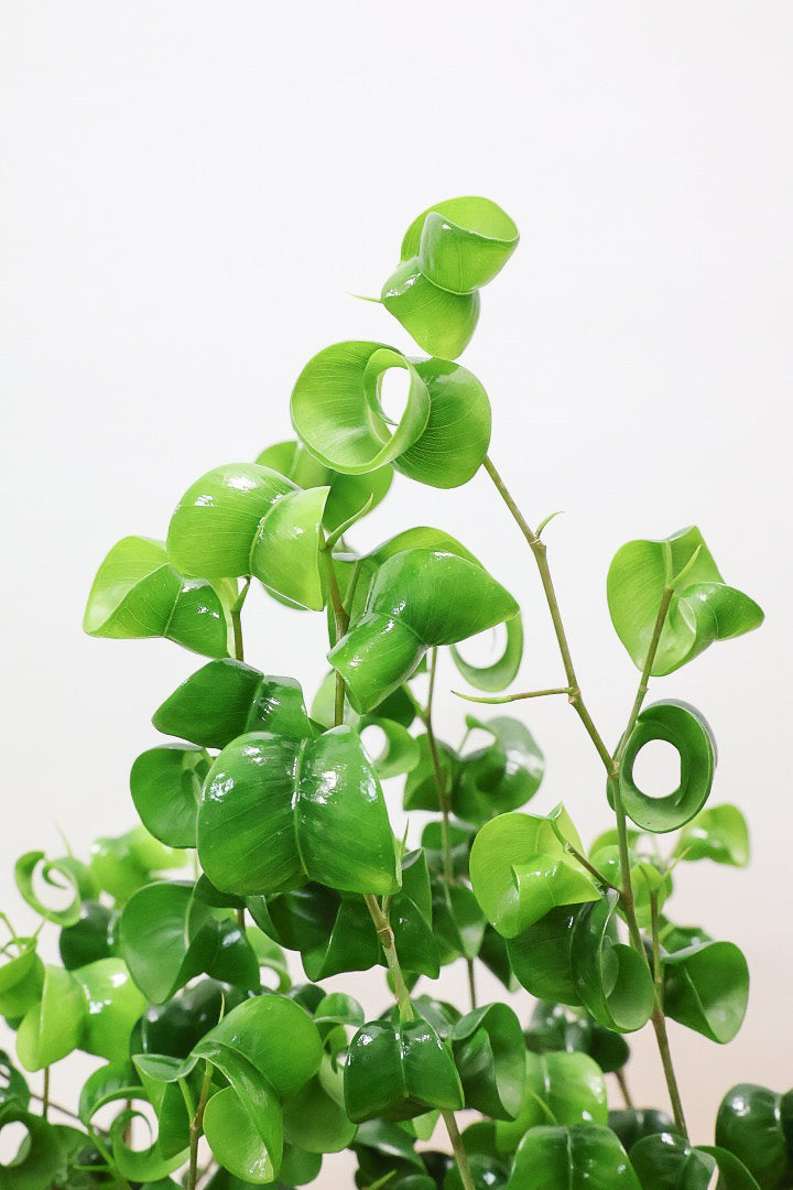 【ベンジャミン バロック】かわいい長方形のプラスチックPOT。APEGOでは初の仕立て方です！