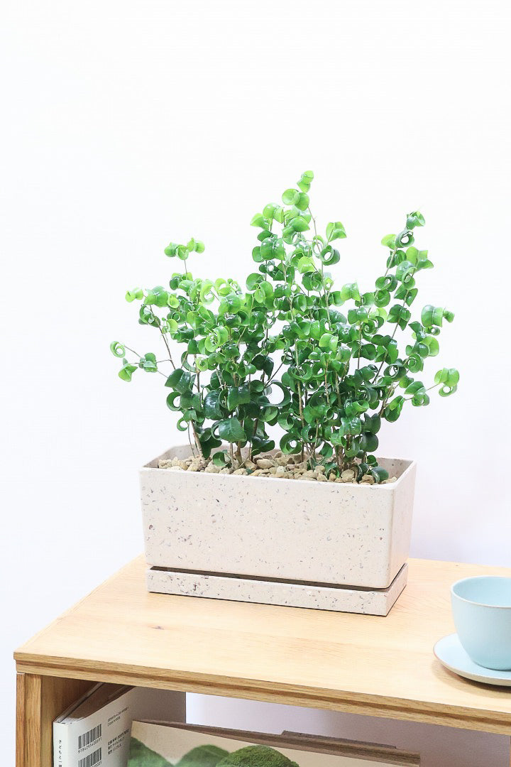 【ベンジャミン バロック】かわいい長方形のプラスチックPOT。APEGOでは初の仕立て方です！