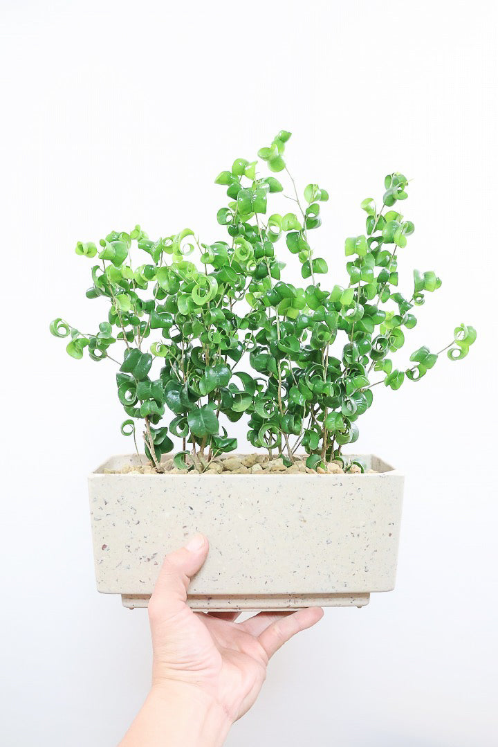 【ベンジャミン バロック】かわいい長方形のプラスチックPOT。APEGOでは初の仕立て方です！