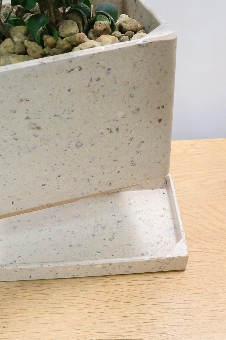 【ベンジャミン バロック】かわいい長方形のプラスチックPOT。APEGOでは初の仕立て方です！