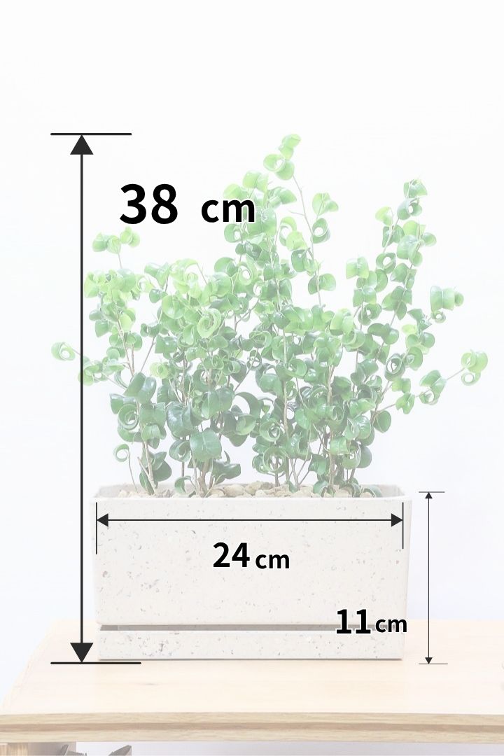 【ベンジャミン バロック】かわいい長方形のプラスチックPOT。APEGOでは初の仕立て方です！