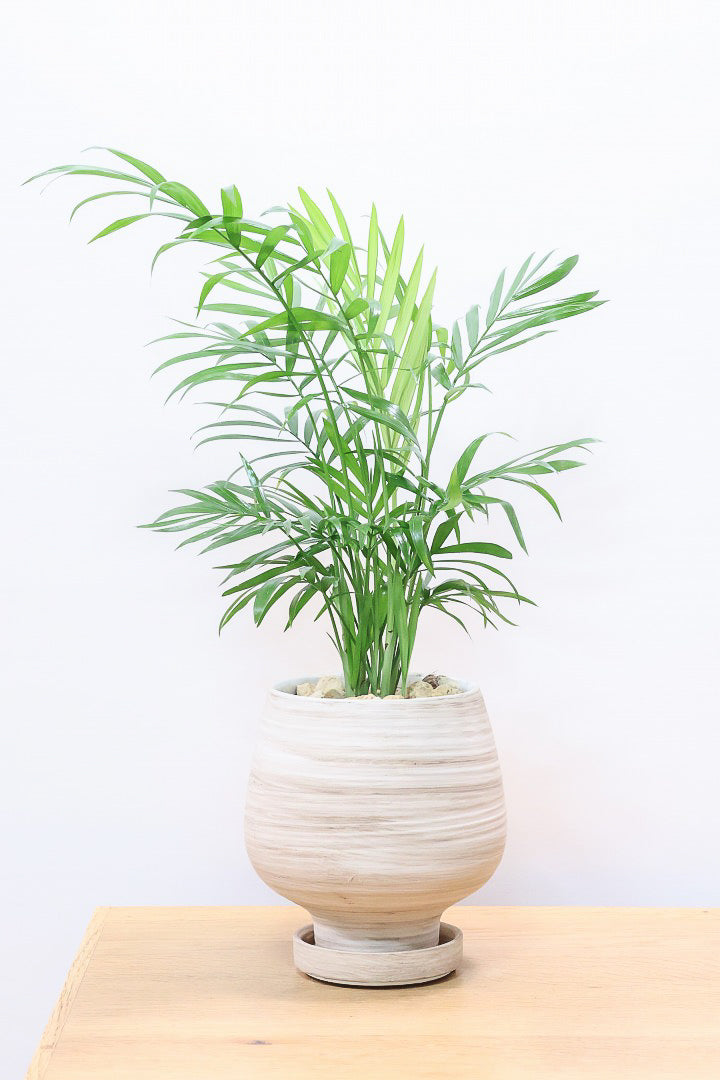 【テーブルヤシ】名前の通りテーブルサイズのかわいいヤシです！